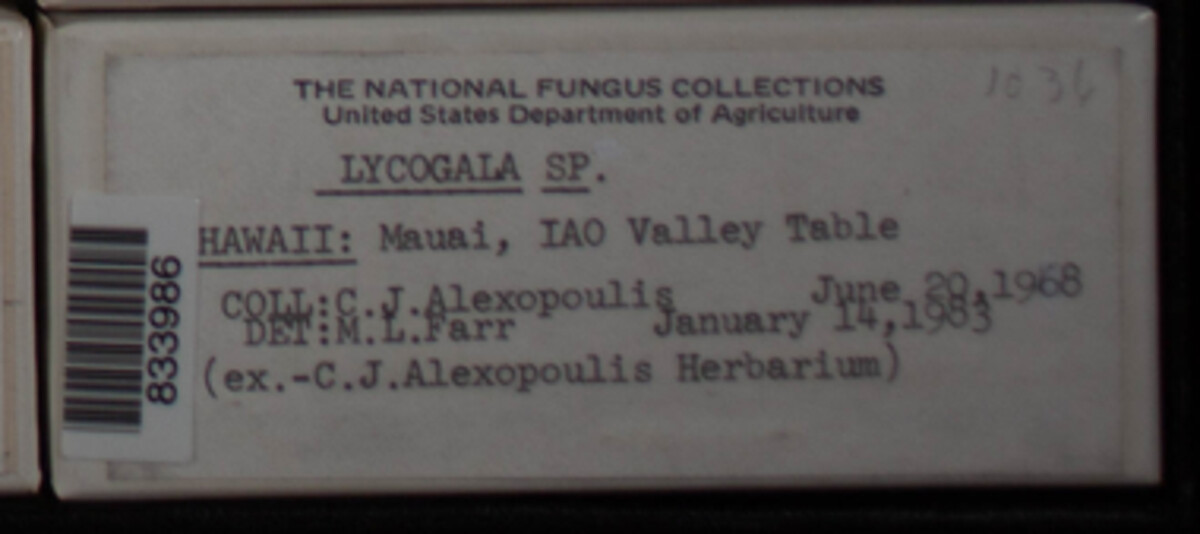 Lycogala image